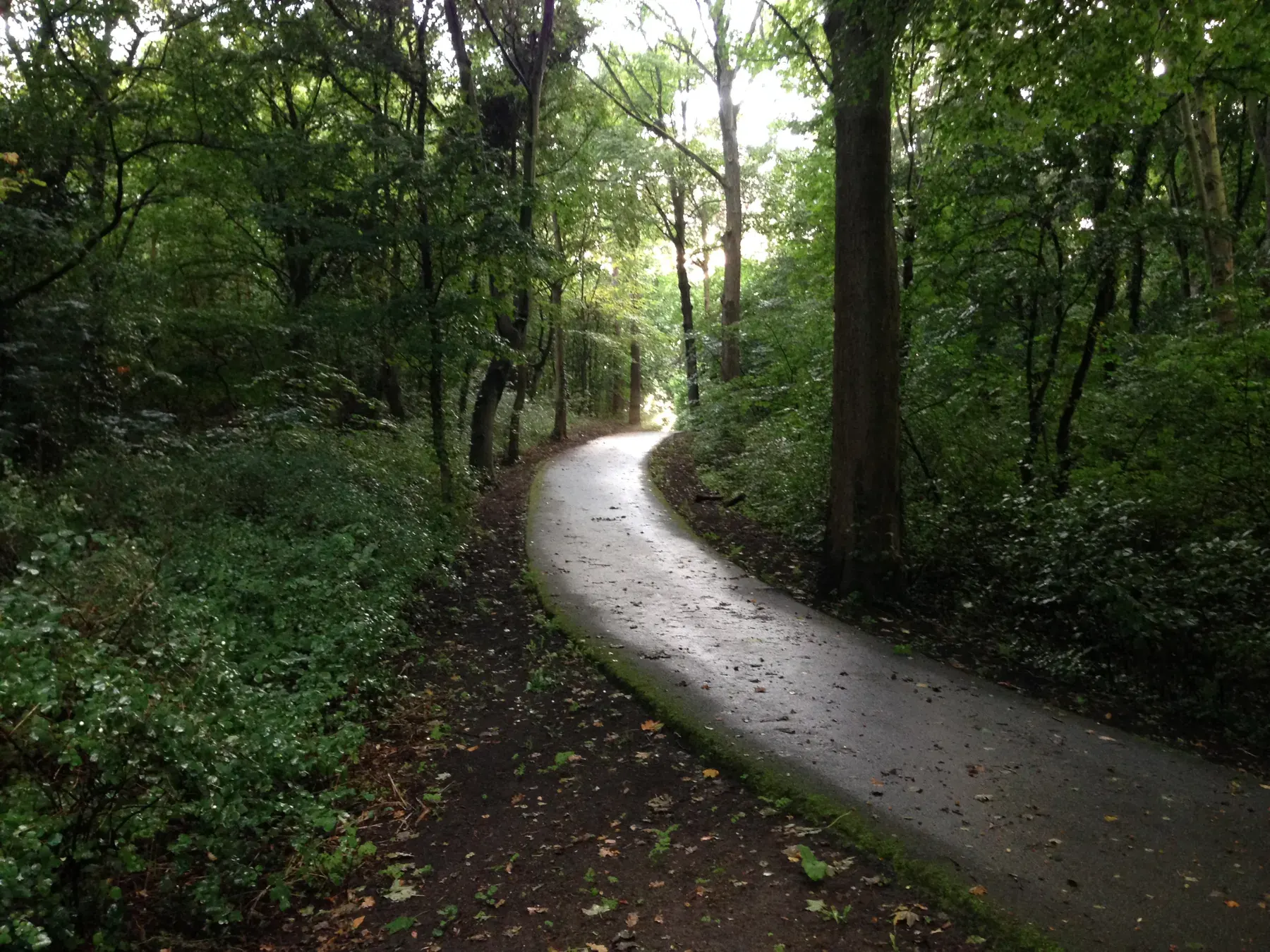 A cycle path winding through the woods of the Scheveningse Bosjes, The Hague